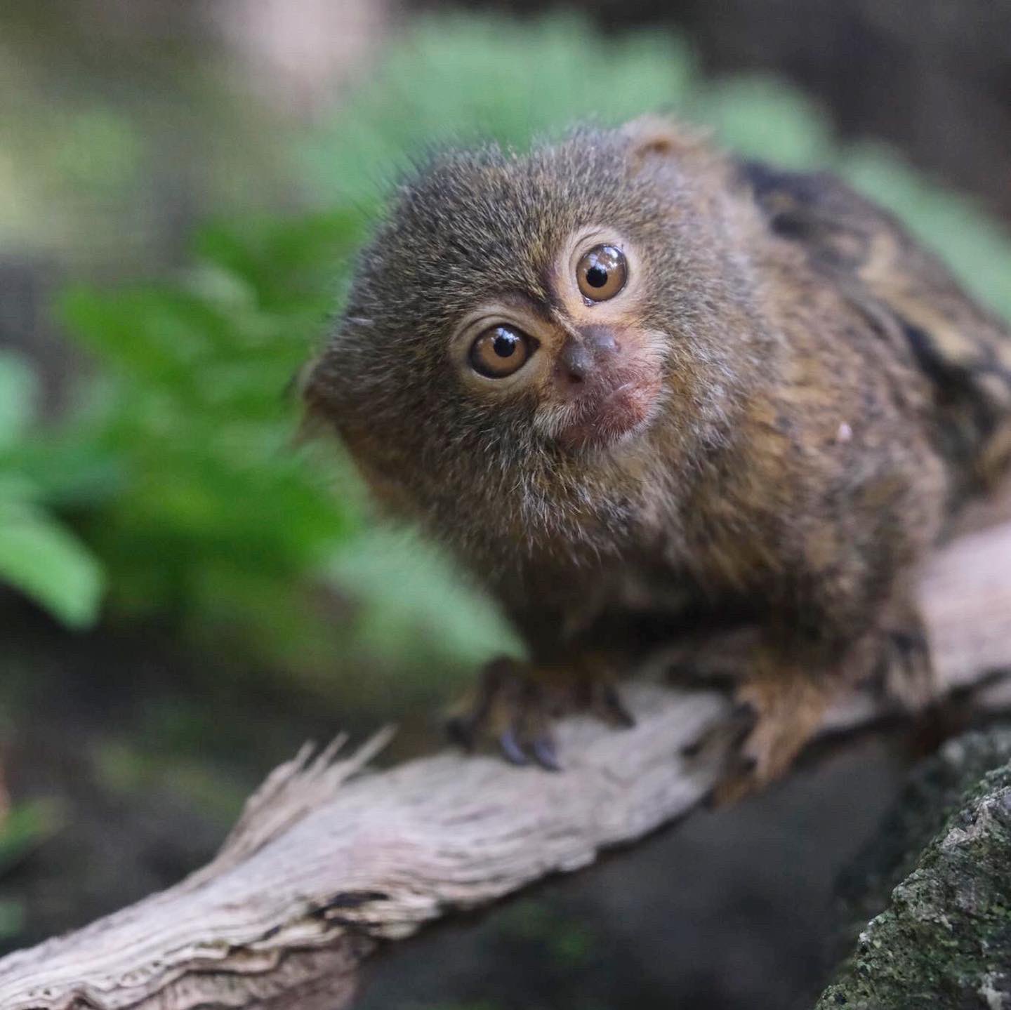 Magic Alexander 1976 Zwergseidenäffchen
