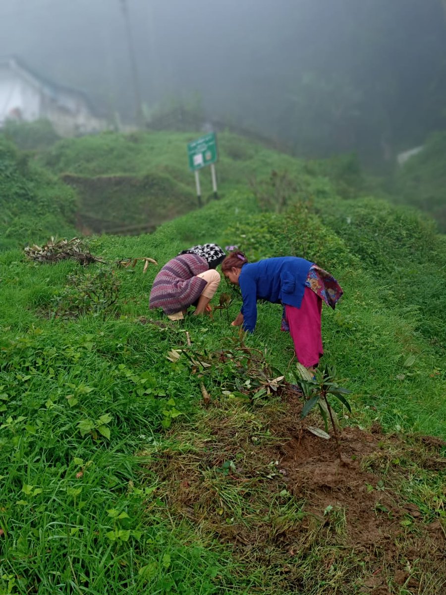 CEOJALAPAHAR's tweet photo. 3000 #Rhododendron &amp; 650 #Azalea saplings planted as Environment Week was observed in collaboration with WWF. Follow up of 2 years for survival rate >90%. #TimeForNature #Environment #Darjeeling #Himalayas #ProjectLaaliGurans @sonamley @pddeec @UNEP @WWFINDIA @moefcc @UNFCCC https://t.co/UDuNPBaPII