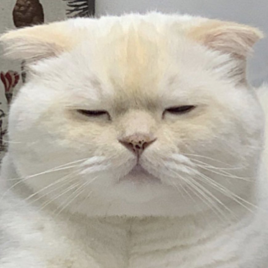 ก้อนแมวจบิง