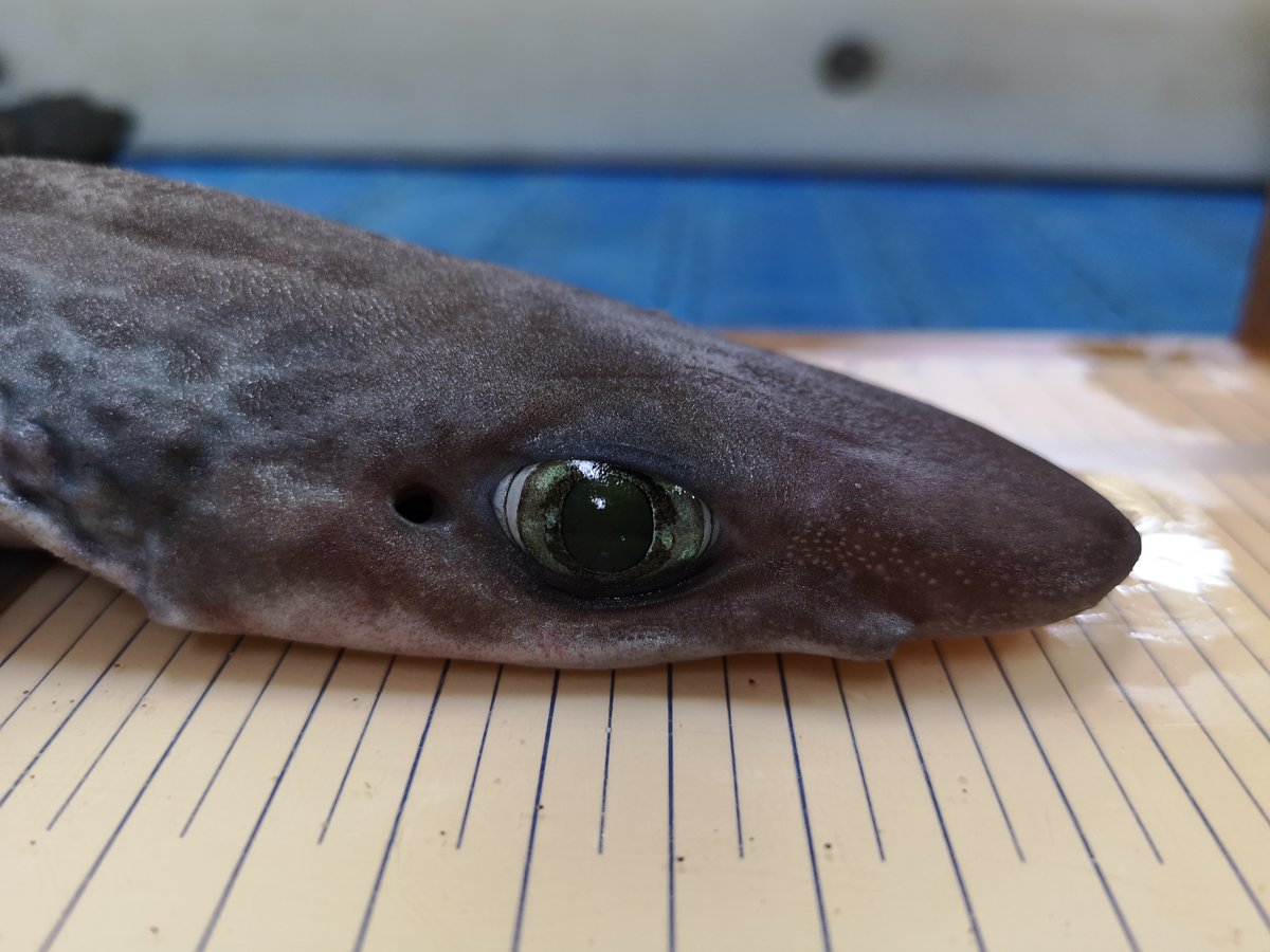 ICMCSIC's tweet photo. Moltes espècies de taurons 🦈 i rajades troben en perill d'extinció o han desaparegut. Un nou estudi liderat per l'ICM proposa ara ampliar la xarxa d'àrees marines protegides en aigües espanyoles per assegurar el seu futur.
Més info aquí 👇
https://t.co/4looyV67Ys https://t.co/p0ADCUKfBR