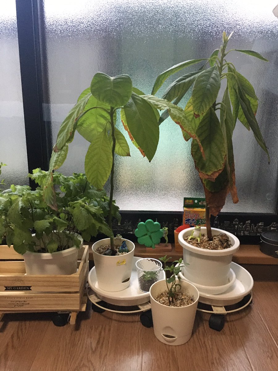 Aicco ちなみにモリモリの青紫蘇はんは土にアルコールをスプレー こまめにアルコールかハッカオイルのスプレーをして 横に コバエホイホイを置いて様子見 半額ゲットのペパーミントさんは食べるつもりはないので下は土 上は観葉植物用の土にして様子見