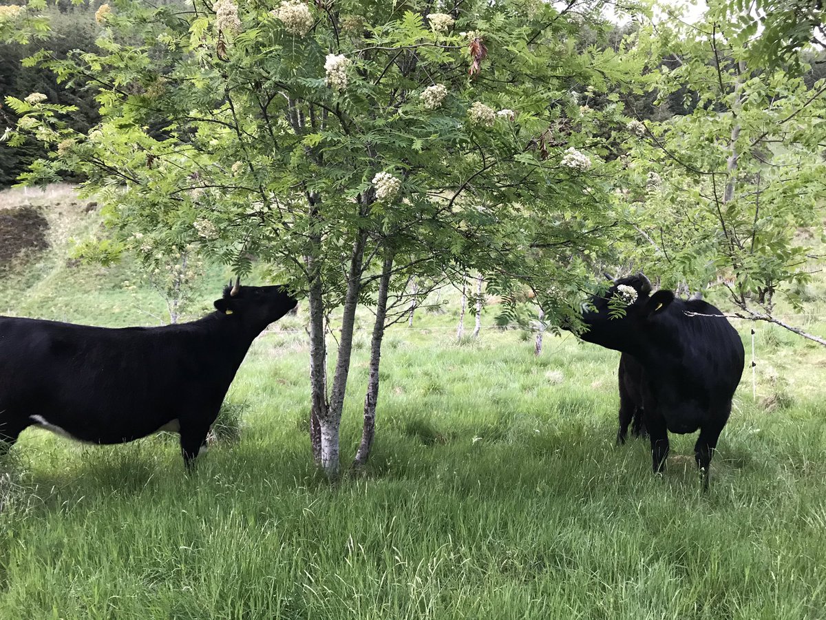 SmallholdersUK's tweet image. Integration of livestock and woodlands is a BIG passion of mine - I just completed a report on this for my MSc...got the feedback yesterday and got a distinction 🤓😁
Watching #cowsintrees is my favourite hobby 😆