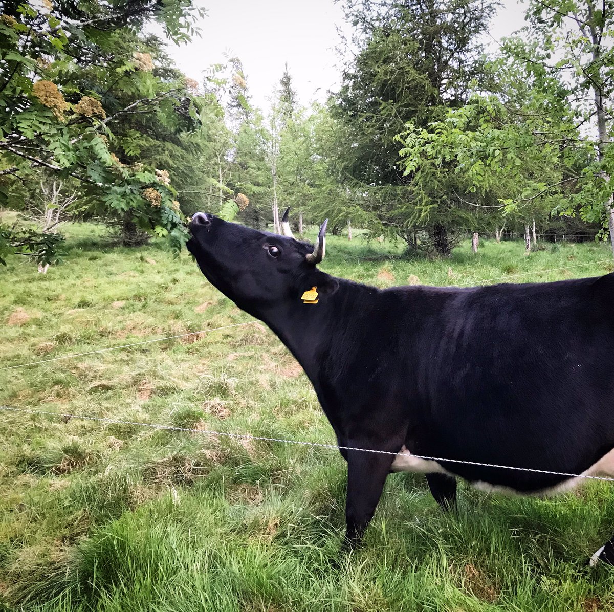 SmallholdersUK's tweet image. Integration of livestock and woodlands is a BIG passion of mine - I just completed a report on this for my MSc...got the feedback yesterday and got a distinction 🤓😁
Watching #cowsintrees is my favourite hobby 😆