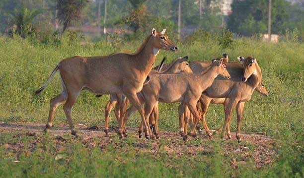 kanwaljeetvfx's tweet photo. #Mattewara #jungle is home of hundreds of thousands of birds and animals. @PunjabGovtIndia led by @capt_amarinder @INCPunjab is going to destroy it. Oppose this disaster.  @PMOIndia
@narendramodi
#ਮੱਤੇਵਾੜਾ_ਬਚਾਓ_ਪੰਜਾਬ_ਬਚਾਓ
#save_mattewara_save_punjab https://t.co/ZwWugXZ3nD https://t.co/AFOj7pHOxG
