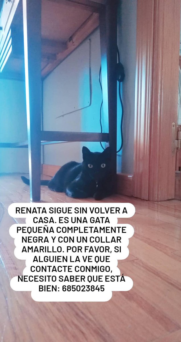 Liwidka's tweet photo. No quiero parar de buscarla. Por favor, si alguien la ve que llame al número que aparece en la foto, necesito saber que está bien. Ha sido vista por última vez en el barrio del cementerio. @wikiCR https://t.co/ZXrZVrLUte