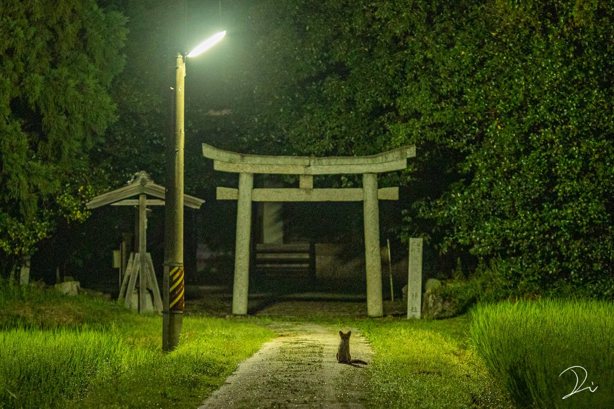 うさだぬ 京都写真家 真夜中の神社を撮っていると 何か黒いものが よくみると耳があり猫かな と思って撮っていると なんと狐だった 鳥居の下に佇む狐 彼は神の御使いだったのだろうか T Co M56iqznlqa Twitter