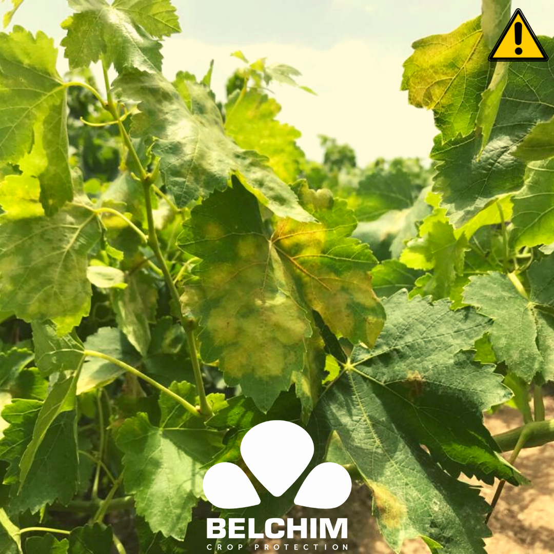 BelchimEspana's tweet photo. La inestabilidad meteorológica está produciendo continuos ataques de #Mildiu y #Oídio en la #Viña Española. Está siendo un año de #MILDICUT #VALIS #KUSABI #KENJA ,nuevos #Fitosanitarios para la #Viña de #Belchim, #DelLabAlCampo. https://t.co/KlQ84R9F2C