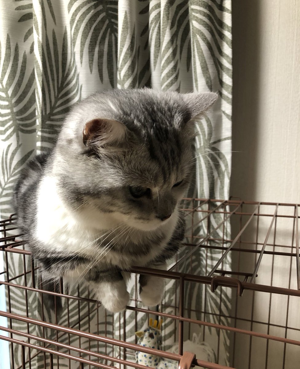 これは"頂点"に君臨するネコチャンです 