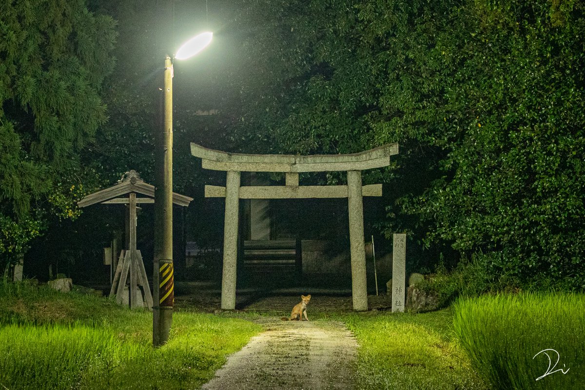 うさだだぬき Usadanu Eth 真夜中の神社を撮っていると 何か黒いものが よくみると耳があり猫かな と思って撮っていると なんと狐だった 鳥居の下に佇む狐 彼は神の御使いだったのだろうか T Co M56iqznlqa Twitter