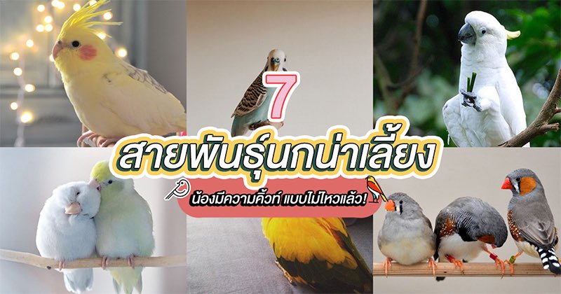 fiercebook_bkk's tweet photo. คิ้วท์กว่านี้ไม่มีอีกแล้วววว รวม 7 สายพันธุ์นกน่าเลี้ยง ตัวเล็กๆ น่ารัก ฉลาด ดูแลง่าย มีพันธุ์ไหนน่าเลี้ยงบ้างไปดูกันเลยค่ะ https://t.co/bgkIvCceSS

#FierceLifestyle #นก #เลี้ยงนก https://t.co/Ot5xbu8jG6