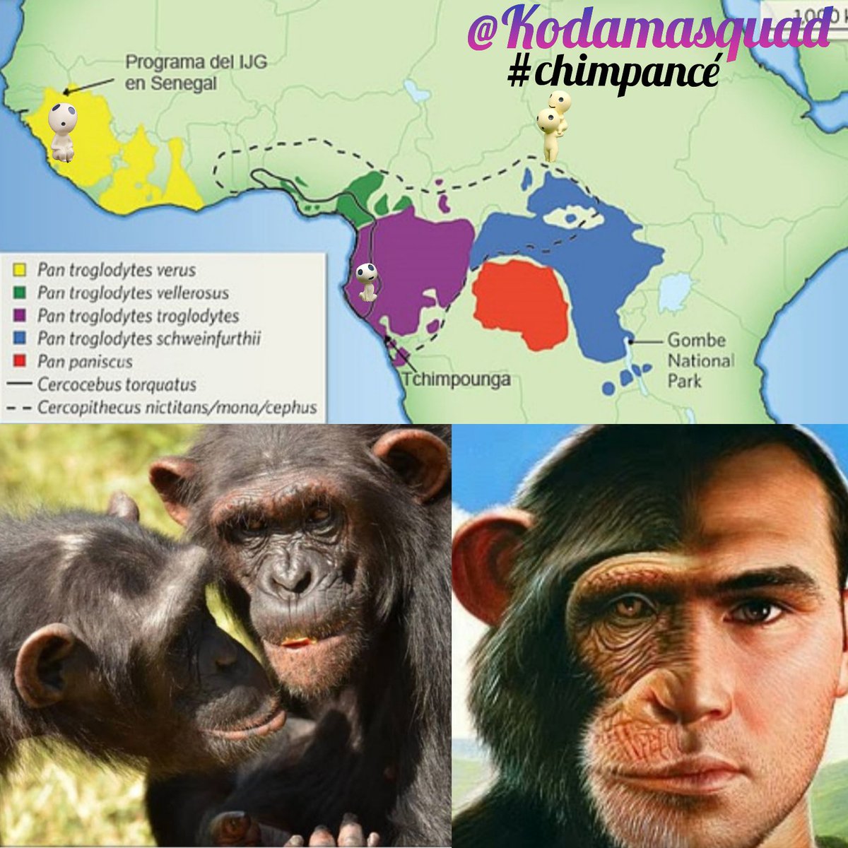 Kodamasquad's tweet photo. #DiaMundialDelChimpance Compartimos el 98 % del genoma
🔴Amenazados x:
-Pérdida de su hábitat 🔥🪓
-Comercio ilegal🎪
-Utilizados en biomedicina y cosmética 💉 
💡¿Sabías que…?
-No son 100% vegetarianos 🍒
-Elaboran herramientas🏹
-Pueden entender aspectos del lenguaje humano🗣️ https://t.co/1RYtlzGDw5