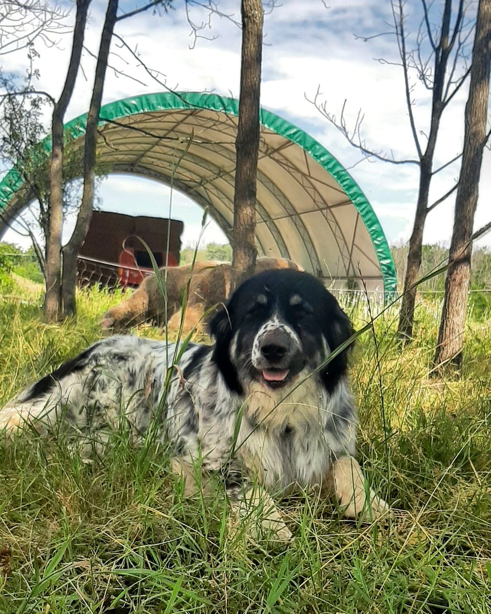 theLincFarm's tweet photo. Good morning from Shabu.
I'm really trying not to call her shabby as a nickname, which she certainly is not. Still no snuggling, but she comes to give me a sniff now!
#babysteps #feral #mutt
#livestockguardian #predatorfriendly #workingdog #dogswithjobs #notl #farmlife #sheep https://t.co/zlcRO4XFws