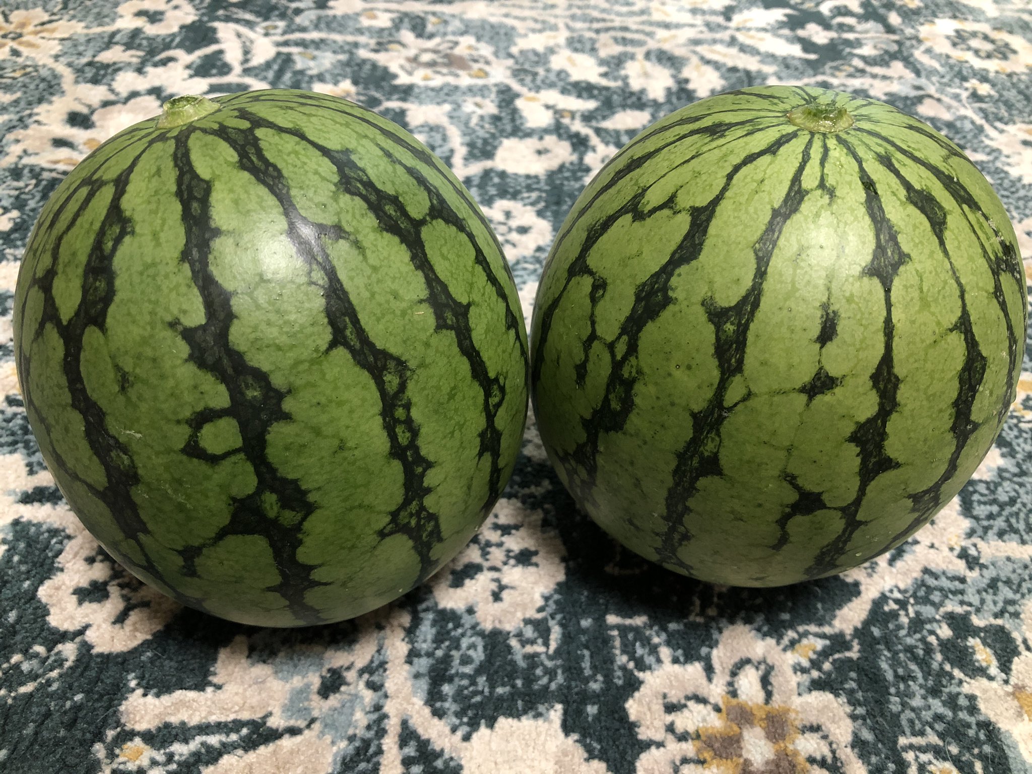 Hiroyuki 家庭菜園 水耕小玉スイカのピノガール収穫しました 悪天候が続くなかとても良く育ってくれました 中身は真っ赤に熟れていてシャリ感抜群でとても甘かったです 家庭菜園でもとても作り易く美味しく出来るので他の人にも是非育ててみて欲しい