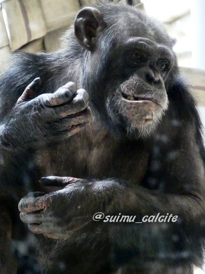 世界チンパンジーの日のtwitterイラスト検索結果