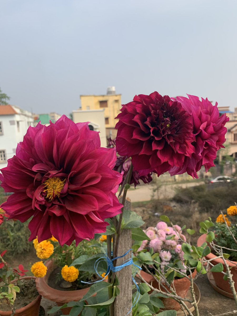 surjya_mohanty's tweet photo. Words of Wisdom:
Motivation fuels the attitude that builds the confidence necessary to sustain the persistence. #WordsOfWisdom #MantrasForHappyLife #MotivationalQuotes #InspirationalQuotes #NectorDrops https://t.co/mQnTg9rXeR