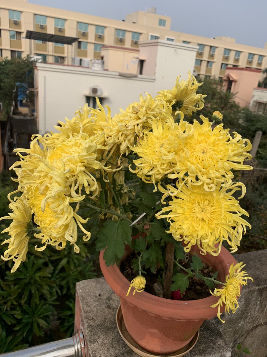 surjya_mohanty's tweet photo. Words of Wisdom:
Motivation fuels the attitude that builds the confidence necessary to sustain the persistence. #WordsOfWisdom #MantrasForHappyLife #MotivationalQuotes #InspirationalQuotes #NectorDrops https://t.co/mQnTg9rXeR