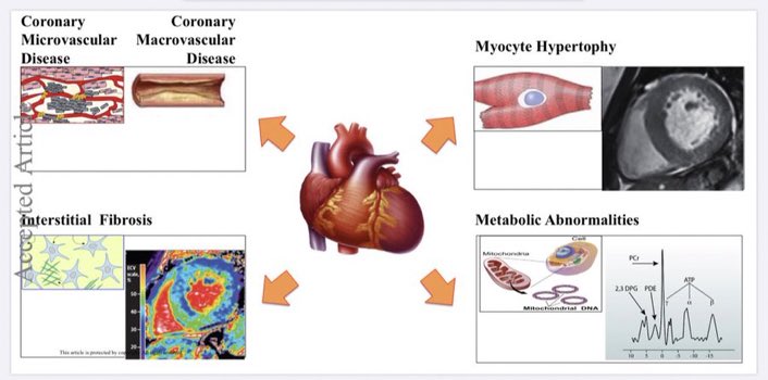 Proud of our review on #CMR in #HFpEF  Just published in EJHF!(figure created by me!)
onlinelibrary.wiley.com/doi/abs/10.100… @ESC_Journals @MicheleSenni @lamcardio @JavedButler1 @GParati22 #cardioBG