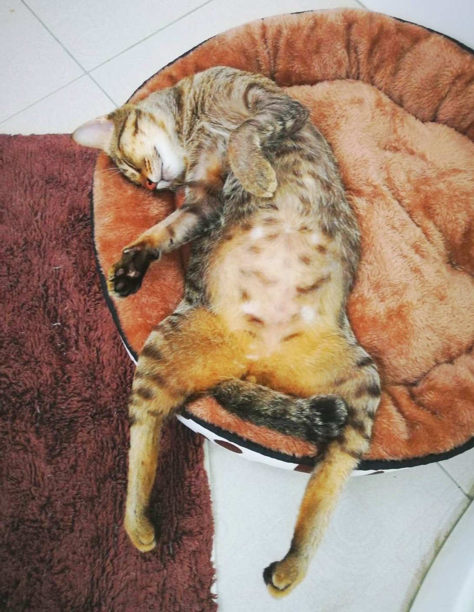Mr Mowgli. The ultimate cat nap.
#catsofinstagram #cat #cats_of_instagram #cats #catstagram #lovemycat #kitties #kittens #kitten #kittensofinstagram #kittensareawesome #catsareawesome #cutecats #cutecat #catsarecute #catrescue #CatsOnTwitter