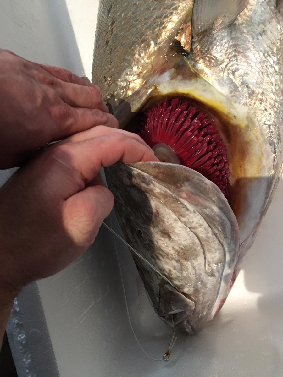 ¡Hagan sus apuestas! ¿Cuánto diríais que pesa está corvina capturada con palangre recién llegada de Trafalgar a las cocinas de <a href="/elsrmartinrest/">El Señor Martín</a> 🧐Una pista (No menos de 15, no más de 25 ) 
#PescaSostenible
#Gourmet 
#TemplodelPescadoenMadrid