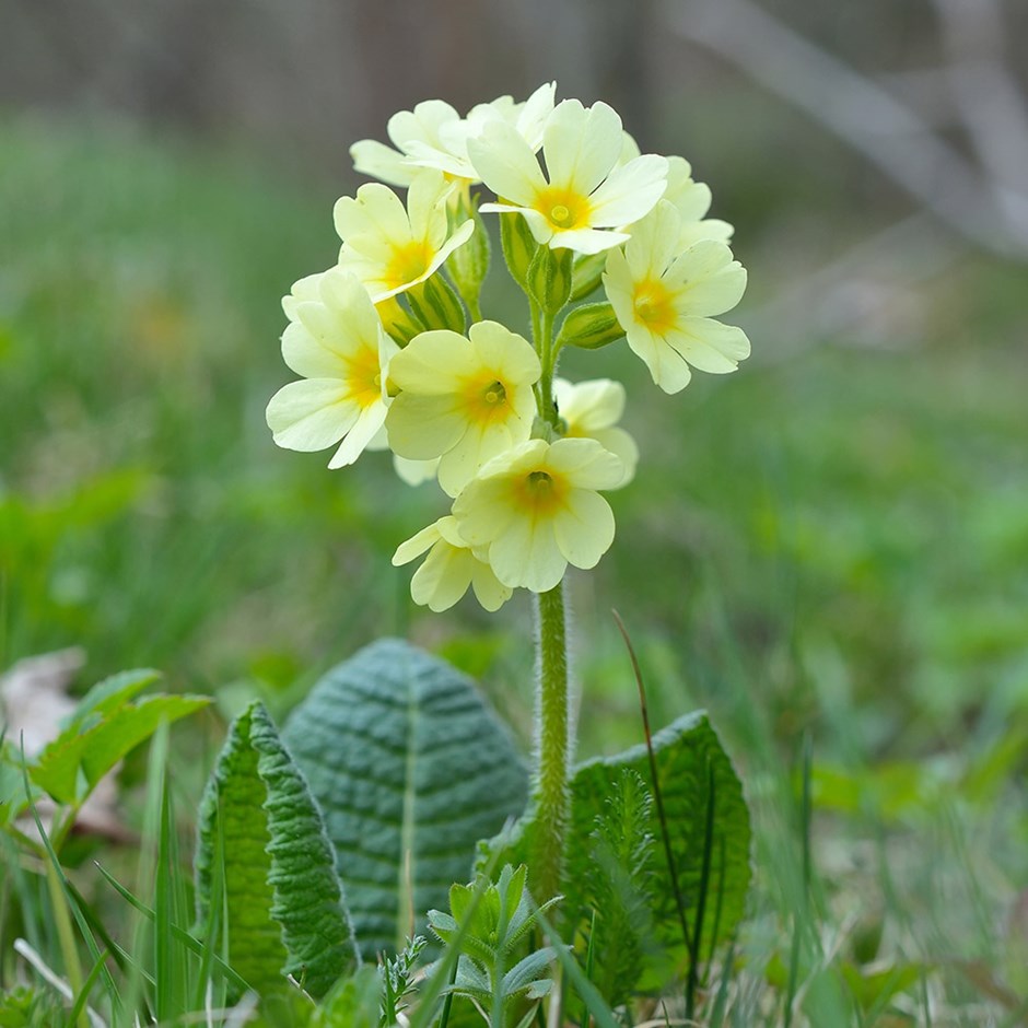 Примула высокая (Primula elatior),