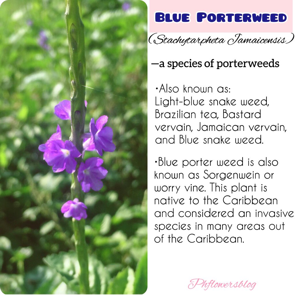 thomas_ai12's tweet photo. Blue Porterweed 🍃💜

#weedidentification 
#weedareflowerstoo 
#flowerlovers 
#fleurs https://t.co/6hnQG0DLFP
