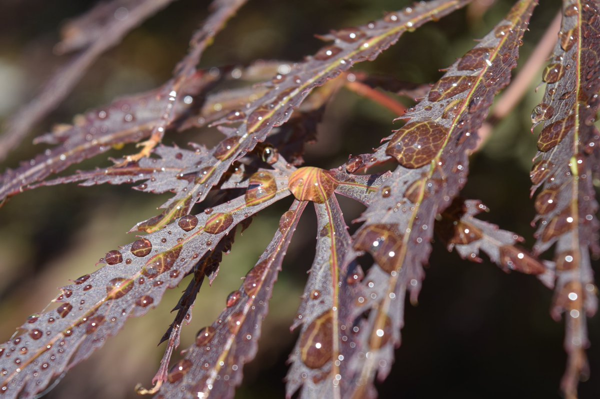 invictagrammar's tweet photo. Ruth in 7V has been experimenting with water droplets in her photography. GCSE Photography awaits you Ruth, very well done! #photography #isolateandcreate #individuality https://t.co/qwjlbmyUlQ