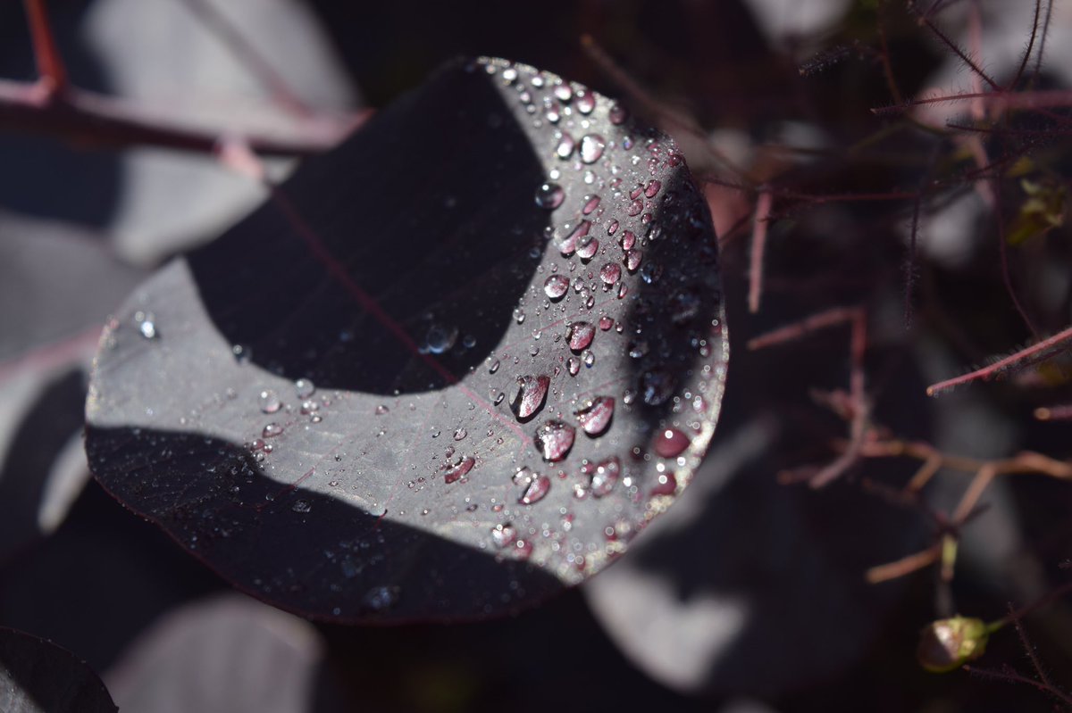 invictagrammar's tweet photo. Ruth in 7V has been experimenting with water droplets in her photography. GCSE Photography awaits you Ruth, very well done! #photography #isolateandcreate #individuality https://t.co/qwjlbmyUlQ