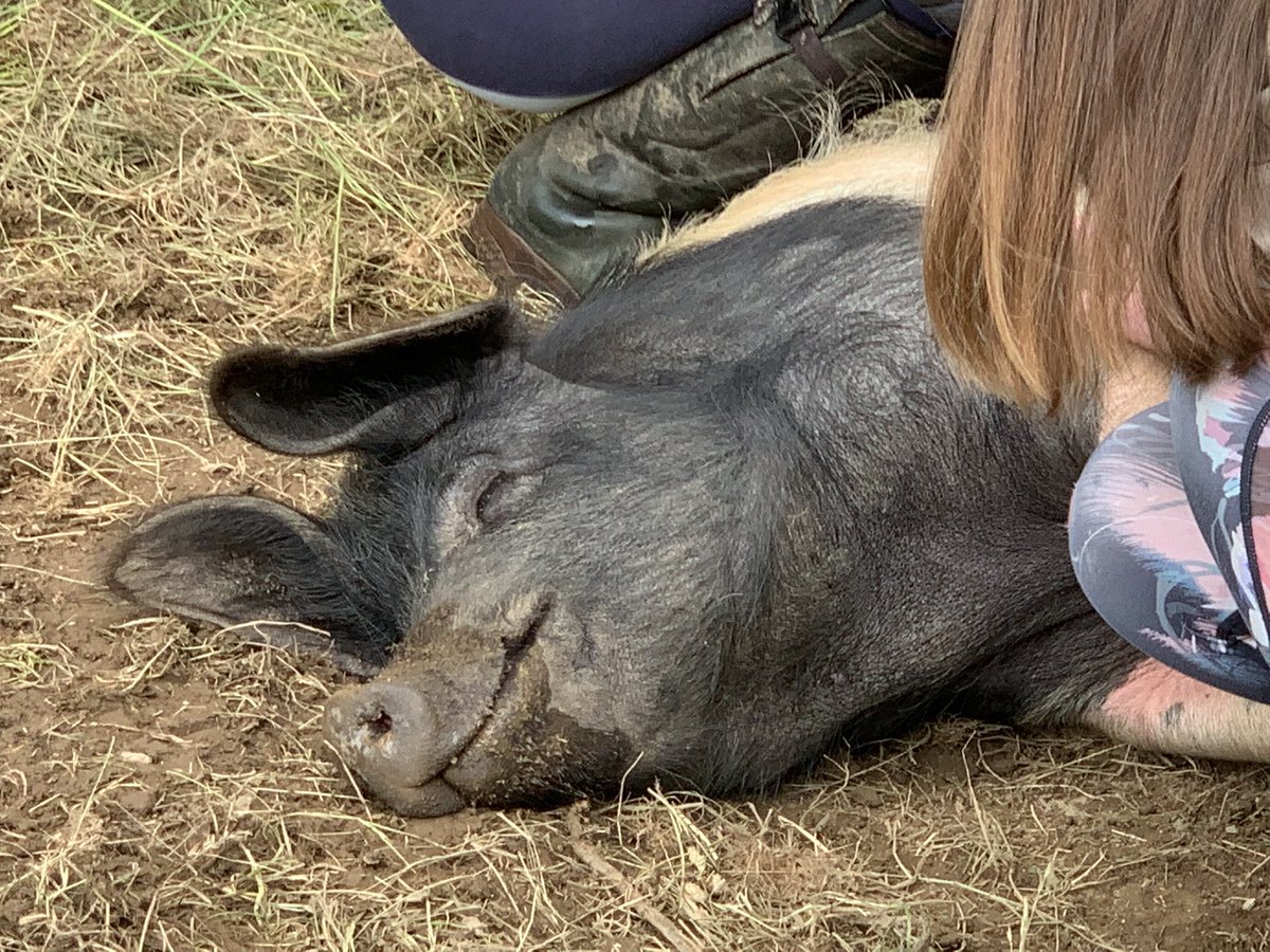 herdyshepherd1's tweet photo. Home school seems to have been replaced by pig scratching https://t.co/UTzE9voXhs