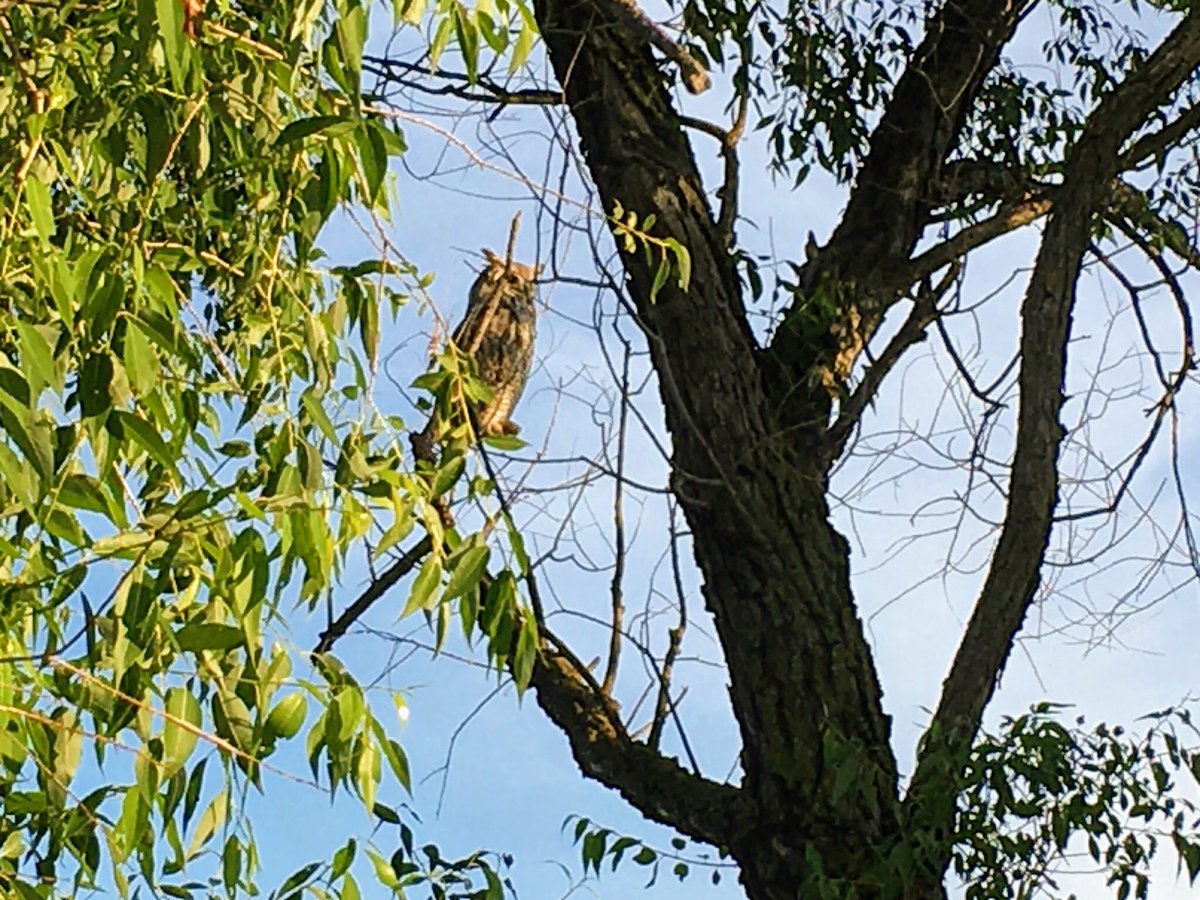 buddhaOno's tweet image. Last evening’s Adventures 
July13/20 my 📸
#Headingley #trainbridge #assiniboineRiver #sunset #owls #frogs #crayfish