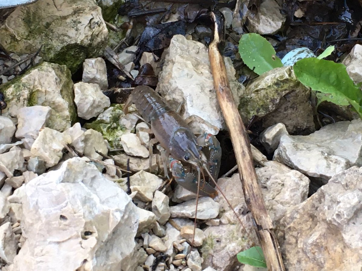 buddhaOno's tweet image. Last evening’s Adventures 
July13/20 my 📸
#Headingley #trainbridge #assiniboineRiver #sunset #owls #frogs #crayfish