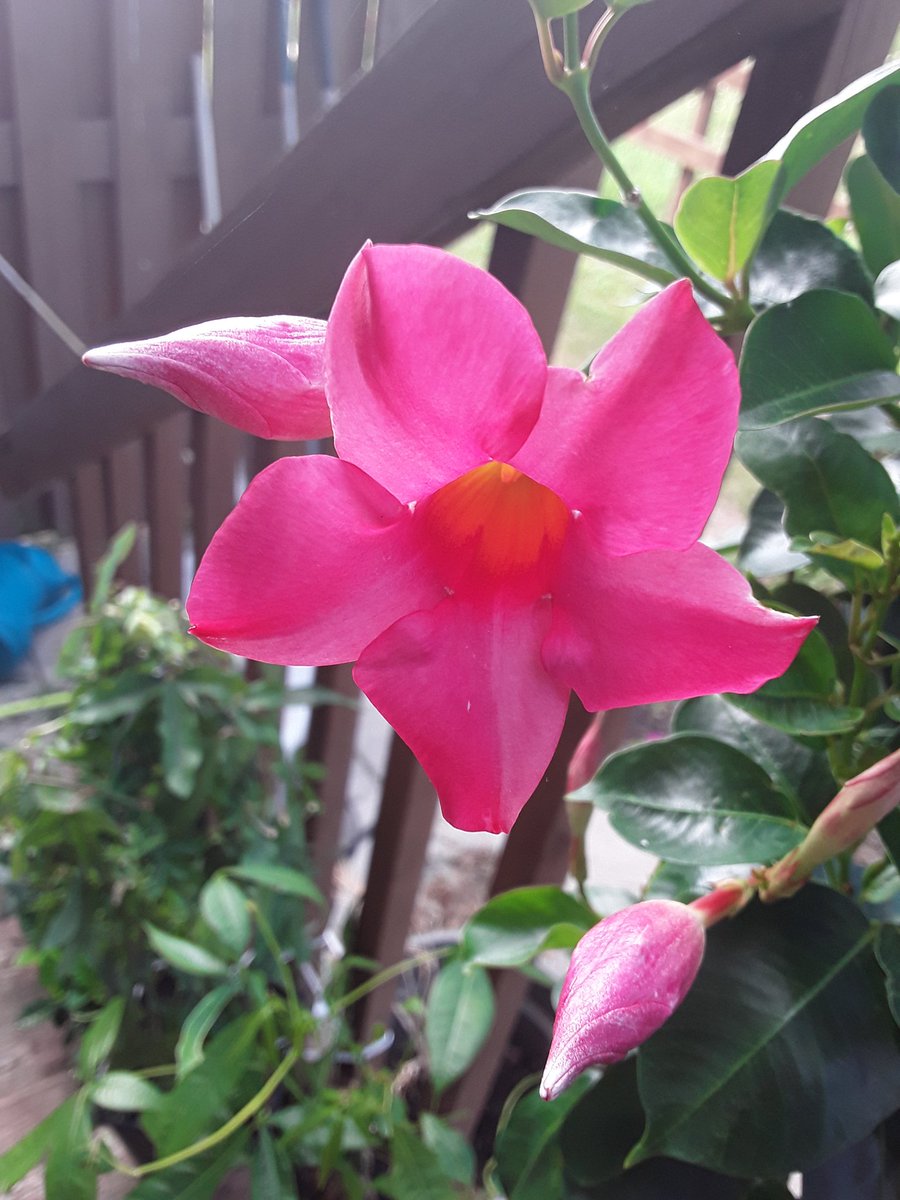 Even if you've run out of gardening space there's always the stairs