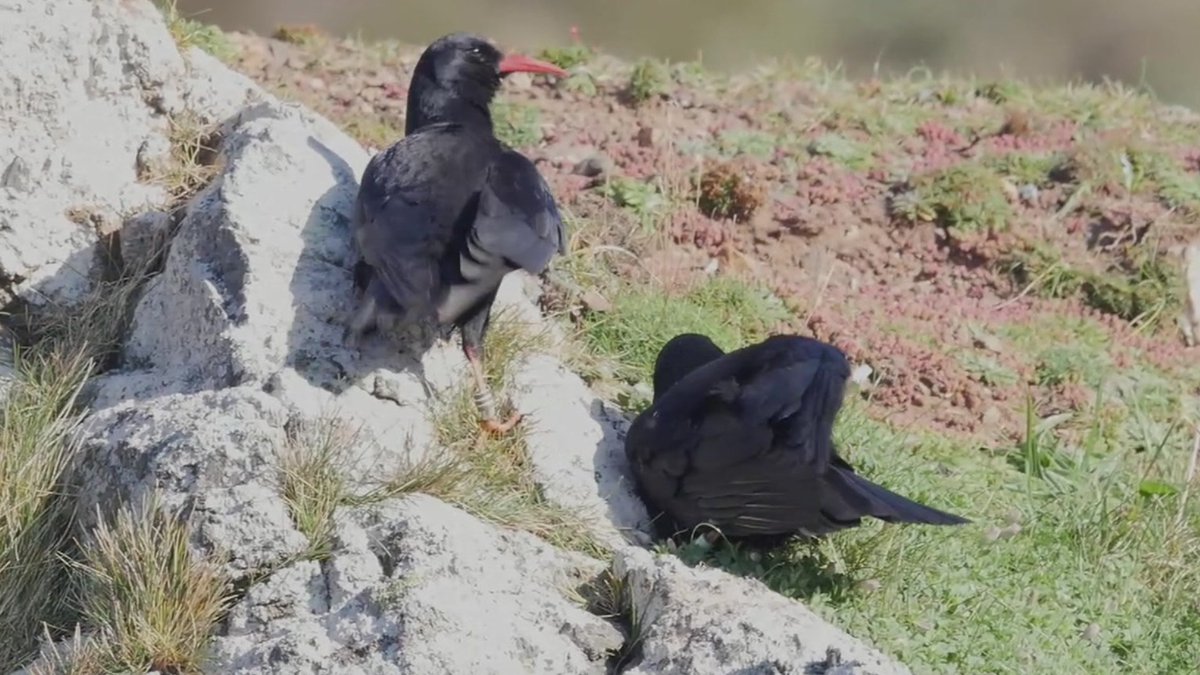 "..with less people around the coast, that means less disturbance for the birds" - Claire Mucklow 

It's been a great breeding season for the Cornish chough - <a href="/cornishchoughs/">Cornish Choughs 〓〓</a> has recorded 14 breeding pairs, producing 43 fledglings 

Listen back here ▶️ bbc.in/3frKbxL ◀️