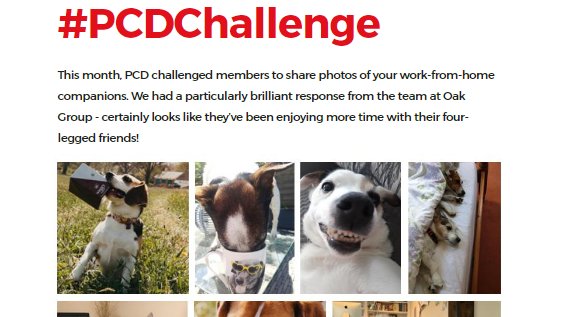OakGroupLimited's tweet photo. Thanks for the feature @clubpcd. Our furry friends are enjoying the limelight!🙂#WFHcompanions #teamOak
Here's a link to the latest edition of the #PCDclub digital magazine: https://t.co/RufIbO7J6F https://t.co/Hjc3UNsKNz