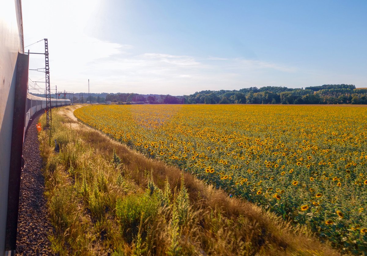 Revue d’effectifs... tout est là. 
En route, mauvaise troupe! 🤩
#14juillet