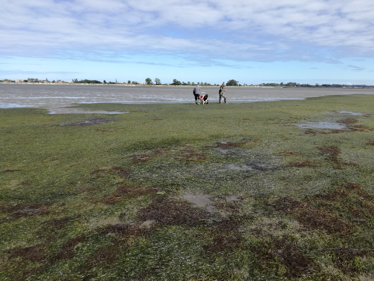 anaifsousa's tweet photo. We @BioPradaRia keep doing field work on #seagrass monitoring and #restoration at #RiadeAveiro, and spotting nice creatures i.e. flamingos! 🦩🌱🌊☀️@UnivAveiro @CESAM_Univ @NATsdu #MAR2020 #EMFF https://t.co/OryHnyJWNY