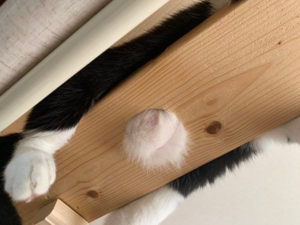 Meowed's tweet photo. From @nekohinoki 

Me after a heavy meal

#meowed #meowedofficial #TheMeowedClub https://t.co/H7sSFb4BYh