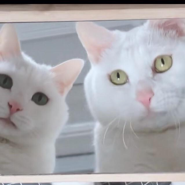 pethinker's tweet photo. I watch you🐾
#CatsOfTwitter #MondayMood #MondayMotivation #MondayVibes #mondaythoughts #cat #CatsOfTwitter #cats #catsofinstagram #cat #catstagram #instagram #catlover #catlovers #meow #catlife #kittens #catoftheday #catsagram https://t.co/jxTJQac0J8