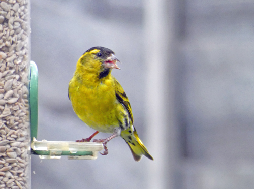 Lytchettbirder's tweet photo. We've very few records of Siskin in the garden over the years, but hear them constantly flying over. Just sitting enjoying a coffee on the patio a male &amp; female dropped on to the feeder managed quick couple of shots of the male. #LytchettBayWildlife @LytchettP  @NarwhalSh https://t.co/XPVdXqQGen
