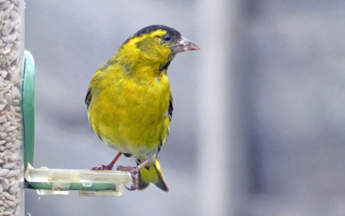Lytchettbirder's tweet photo. We've very few records of Siskin in the garden over the years, but hear them constantly flying over. Just sitting enjoying a coffee on the patio a male &amp; female dropped on to the feeder managed quick couple of shots of the male. #LytchettBayWildlife @LytchettP  @NarwhalSh https://t.co/XPVdXqQGen