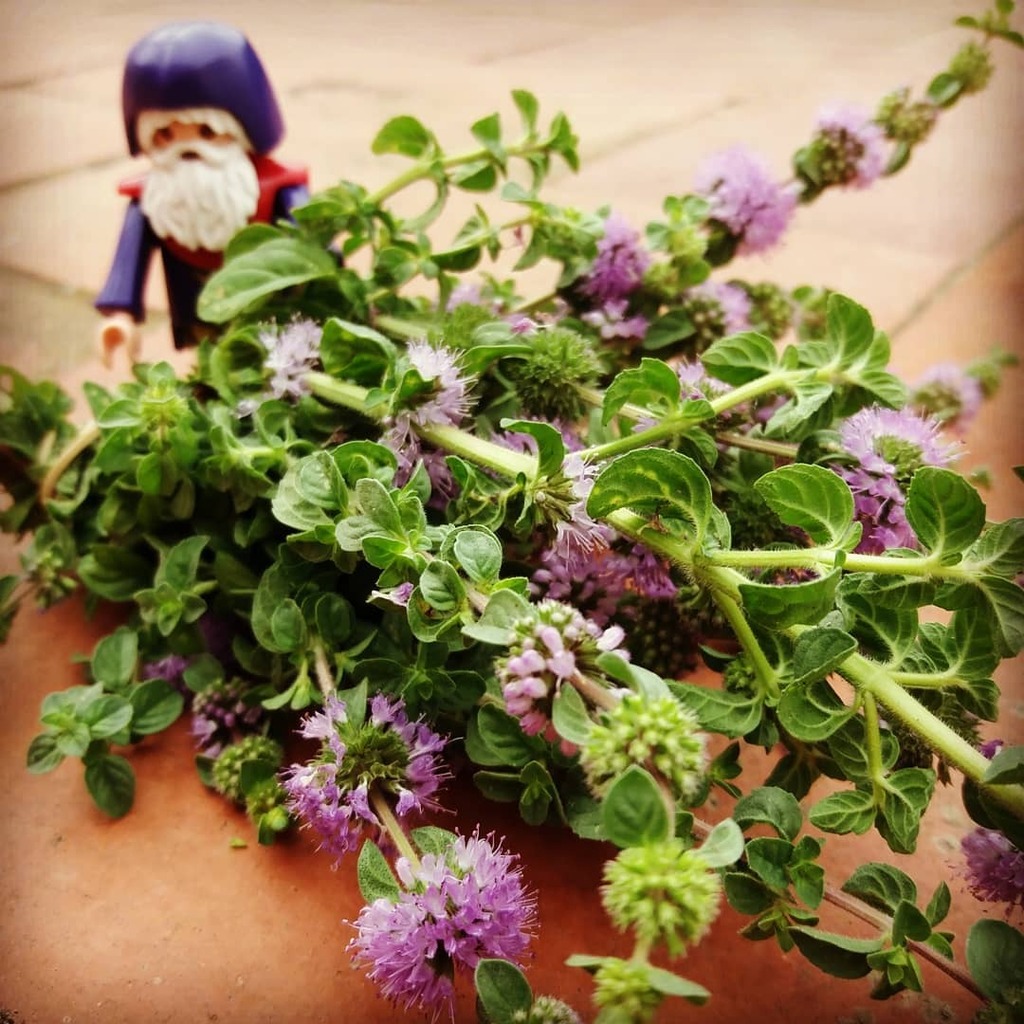 Druida41934908's tweet photo. Assecant #poliol 🌿🌸#florit #alchemist #alquimia #wicca #pagan #herbes #olisessencials #essentialsoils #apothecary #potions #magical #medecine #herbesmedicinals #druidaemporda #herbesremeieres #cosmeticanatural #emporda https://t.co/6ZLJ2rByM5