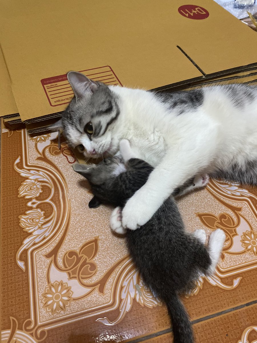 _DNVP_'s tweet photo. รักกันได้ไม่กี่วัน พน.จิ๋วจะย้ายบ้านแล้ว เส้าแทนม่อนจิ๋วเลยย แอแง 🥺 https://t.co/VAt37rpmpQ