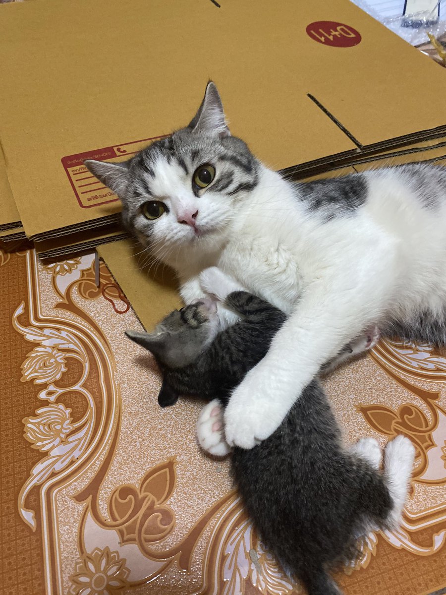 _DNVP_'s tweet photo. รักกันได้ไม่กี่วัน พน.จิ๋วจะย้ายบ้านแล้ว เส้าแทนม่อนจิ๋วเลยย แอแง 🥺 https://t.co/VAt37rpmpQ