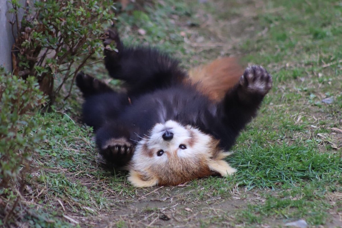 先週の日曜がおたんじょうびだった子

レイファさん

#西山動物園