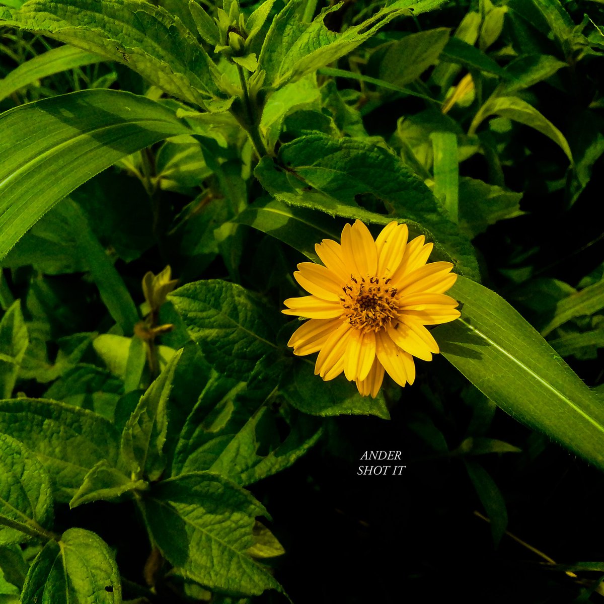 kenoviich911's tweet photo. #fortheloveofnature
#fortheloveofphotography
#davidpletphotographe
#cubanachiefpriest
#donja
#davido https://t.co/Rde2q4fHfN