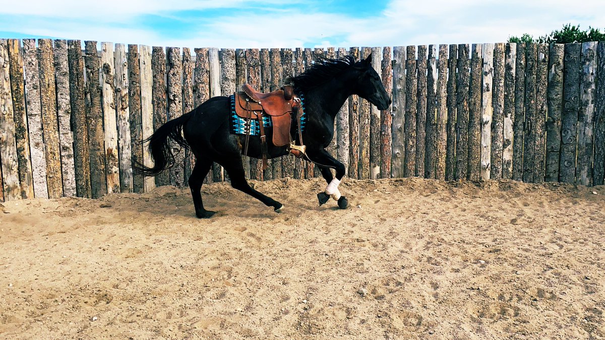 PMontanye's tweet photo. Gryffins first day under tack! 😍 @LuisCastroDVM @HoganEquine @LegacyHorseCO @DernKaty @paulickreport https://t.co/MLkVuNnLfD