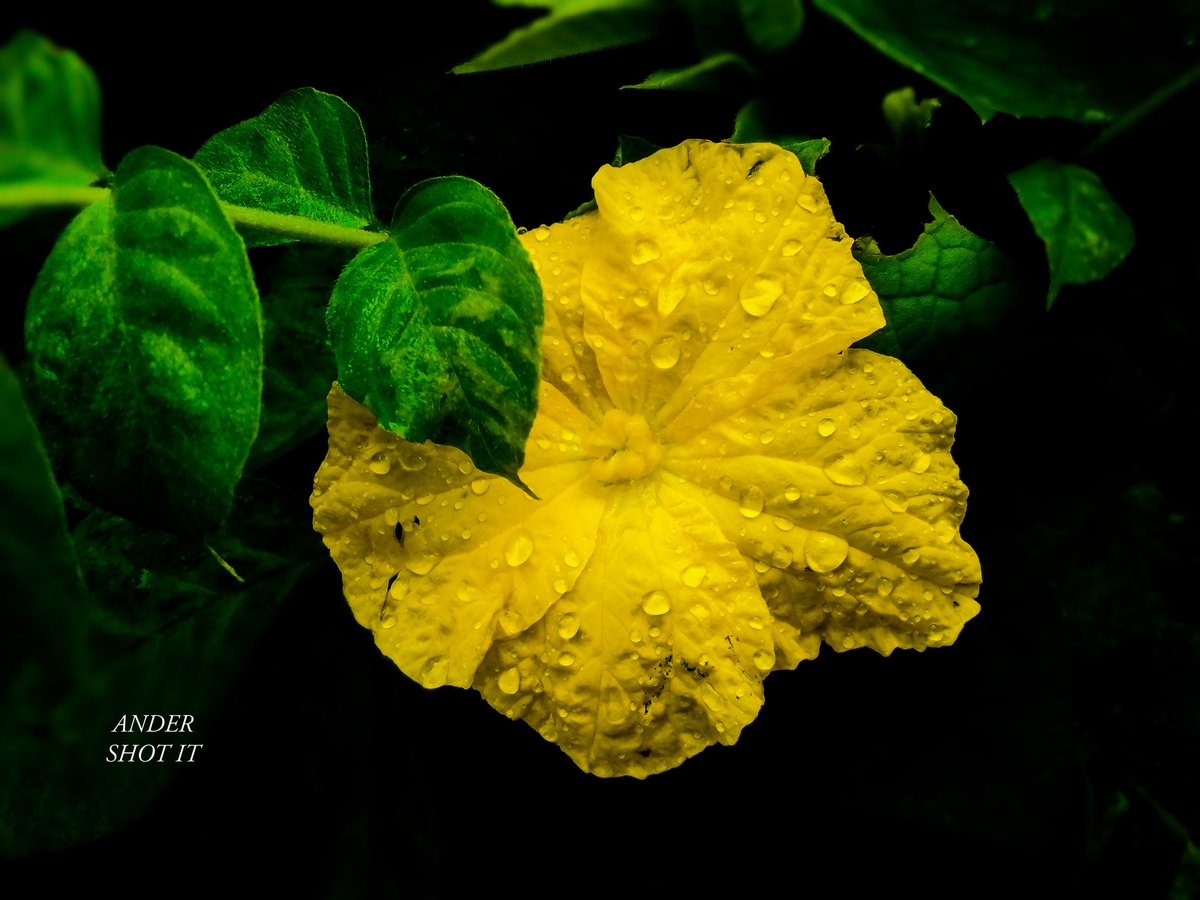 kenoviich911's tweet photo. #fortheloveofnature
#fortheloveofphotography
#davidpletphotographe
#cubanachiefpriest
#donja
#davido https://t.co/Rde2q4fHfN
