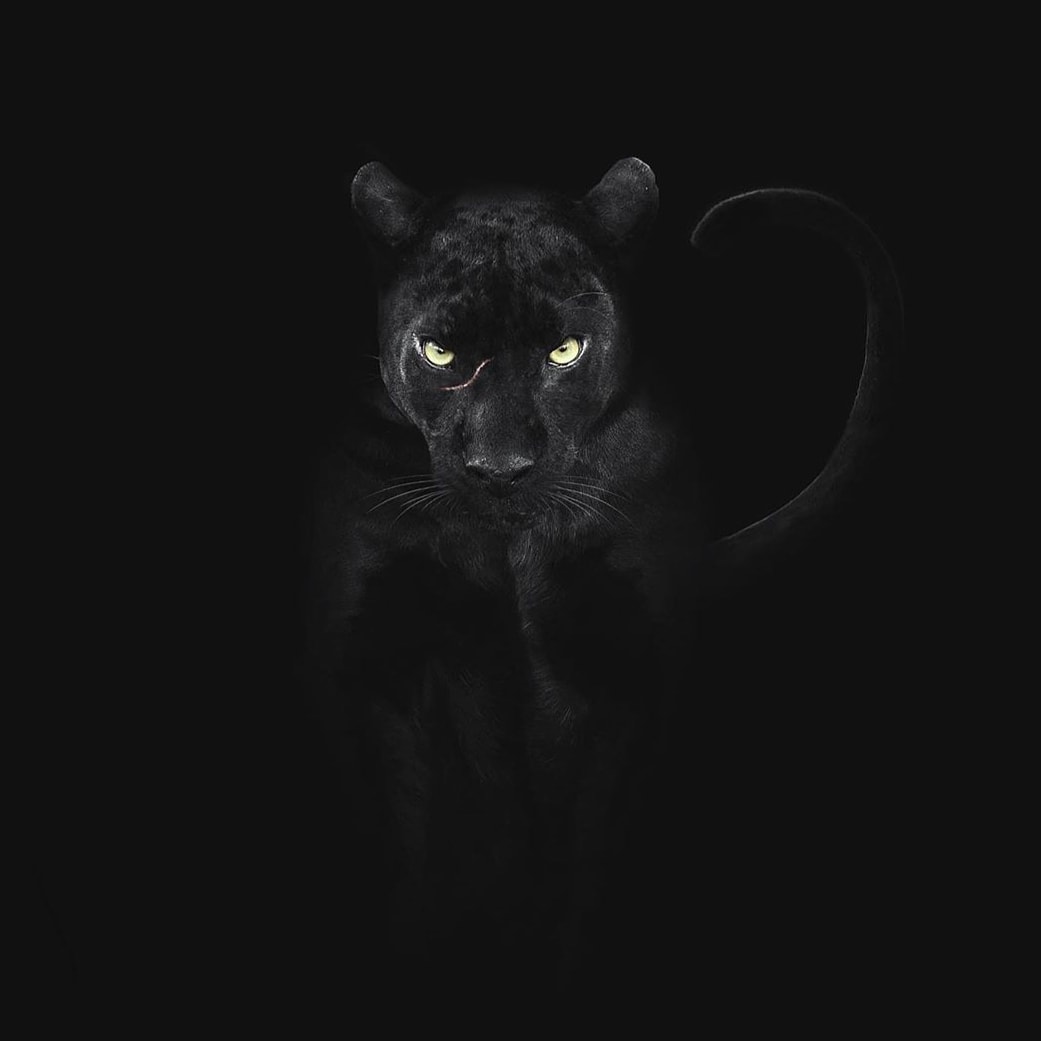 akon2000's tweet photo. #blackpanther
#crush
#baghaira
#beautybeast
#saya
#ikramyamani
#wildlifephotography
#bestphotocollection
#creditsshaajung
#google
#wikipedia
#instagram
#miiosh
#naturephotography
#animallovers
#blackcat
#saveanimals
#safeforests
#savejungle
#creatorsofalmight
#NationalGeographi https://t.co/SNYCsp3tmm