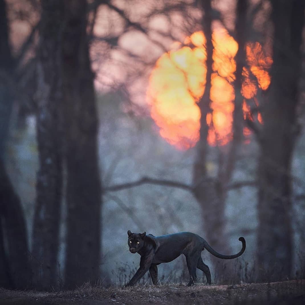 akon2000's tweet photo. #blackpanther
#crush
#baghaira
#beautybeast
#saya
#ikramyamani
#wildlifephotography
#bestphotocollection
#creditsshaajung
#google
#wikipedia
#instagram
#miiosh
#naturephotography
#animallovers
#blackcat
#saveanimals
#safeforests
#savejungle
#creatorsofalmight
#NationalGeographi https://t.co/SNYCsp3tmm