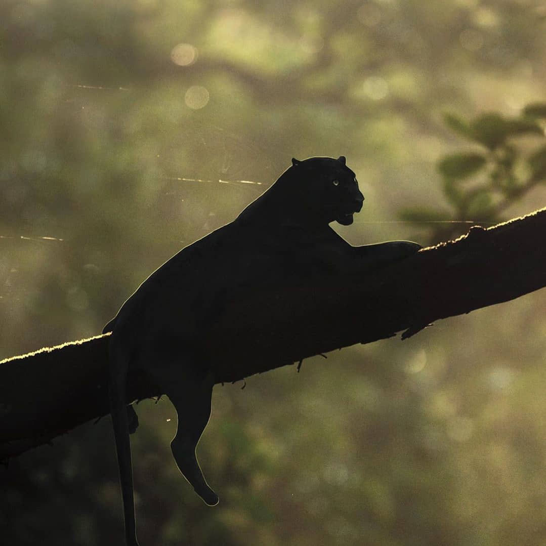 akon2000's tweet photo. #blackpanther
#crush
#baghaira
#beautybeast
#saya
#ikramyamani
#wildlifephotography
#bestphotocollection
#creditsshaajung
#google
#wikipedia
#instagram
#miiosh
#naturephotography
#animallovers
#blackcat
#saveanimals
#safeforests
#savejungle
#creatorsofalmight
#NationalGeographi https://t.co/DAq878jey1