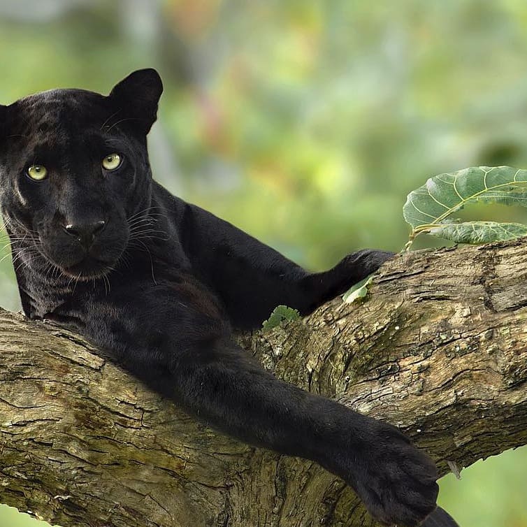 akon2000's tweet photo. #blackpanther
#crush
#baghaira
#beautybeast
#saya
#ikramyamani
#wildlifephotography
#bestphotocollection
#creditsshaajung
#google
#wikipedia
#instagram
#miiosh
#naturephotography
#animallovers
#blackcat
#saveanimals
#safeforests
#savejungle
#creatorsofalmight
#NationalGeographi https://t.co/DAq878jey1